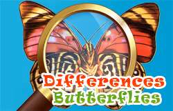 Differences Butterflies