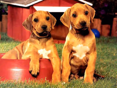Puppy Pairs Puzzle