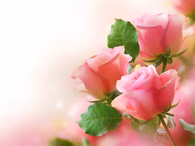 Pink Roses Puzzle