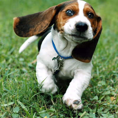 Funny Doggy Puzzle