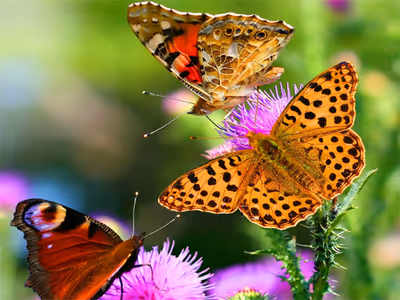 Butterfly Slide