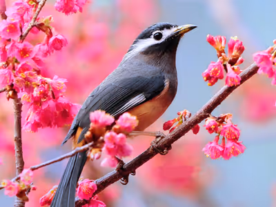 Lovable Birds Puzzle