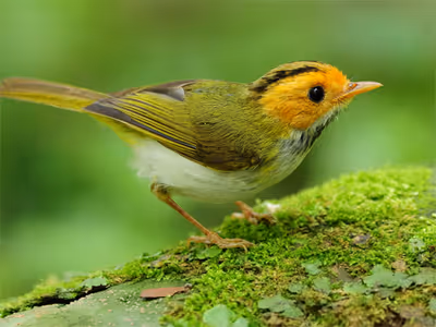 Birds Slide