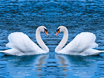 Swans Slide