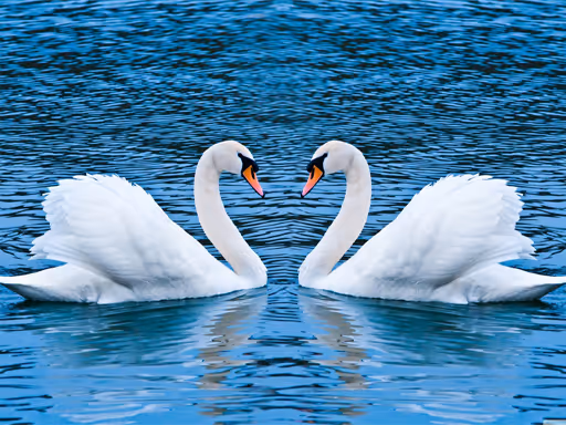 Swans Slide