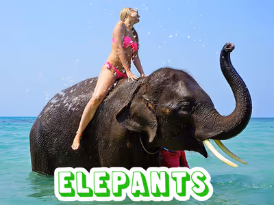 Elephants Puzzle