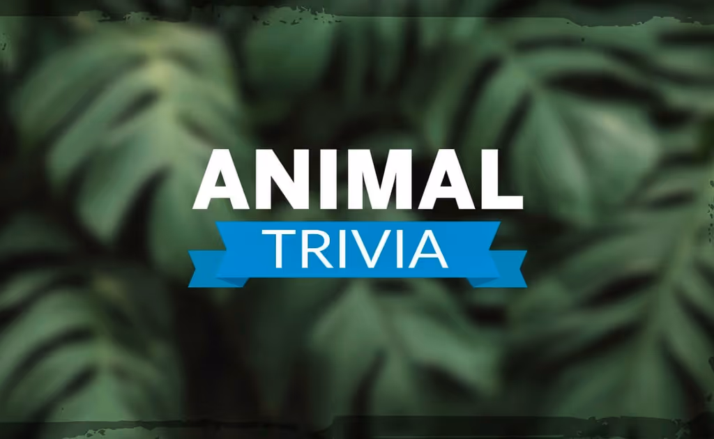 Animal Trivia