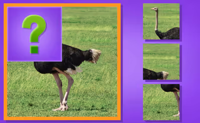 Animal Puzzle Game