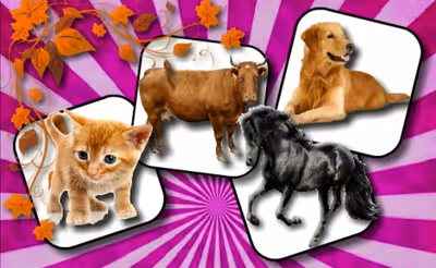 Domestic Animal Memory Challenge
