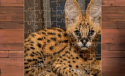 Exotic Cats Jigsaw Puzzles