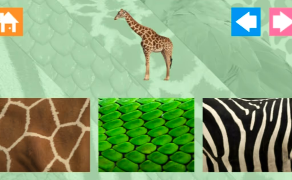 Animal Skins
