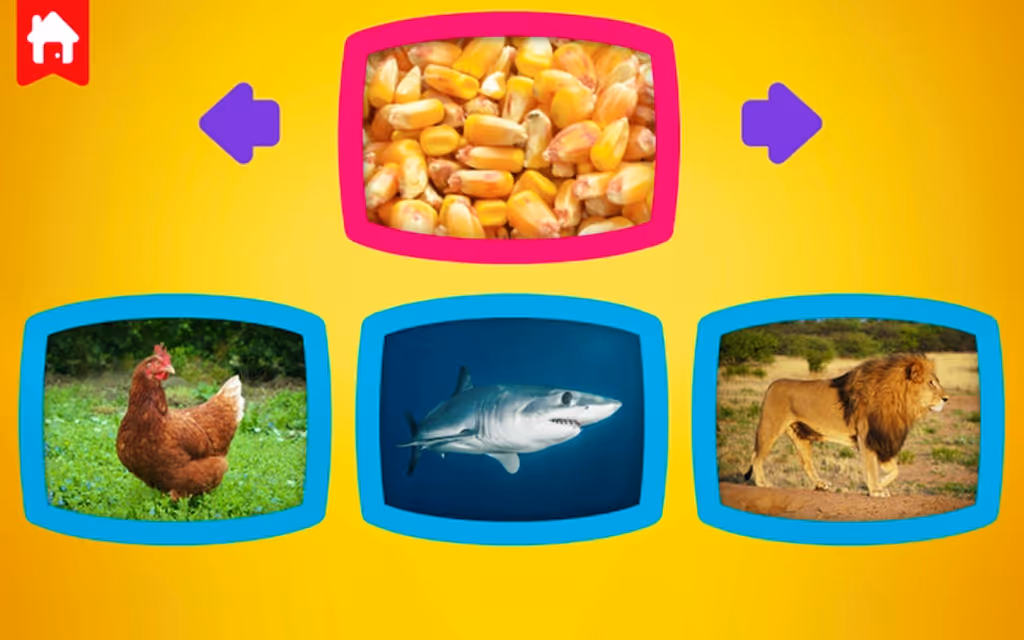 What do animals eat?