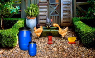 Poultry Farm Easter Escape