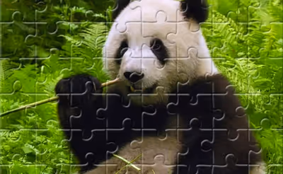 Pandas Puzzle