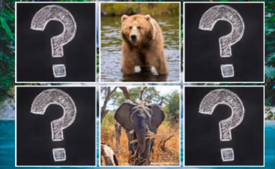 Memory Match Jungle Animals
