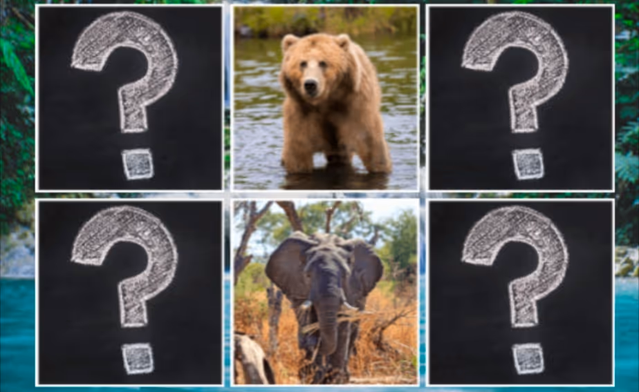 Memory Match Jungle Animals