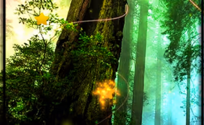 Forest Hidden Stars