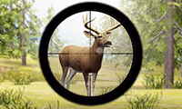 Contract Deer Hunter
